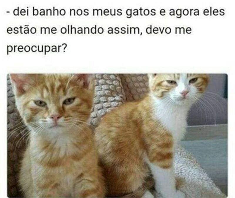 Meme "Dei banho nos meus gatos e agora eles estão me olhando assim. Devo me preocupar?"