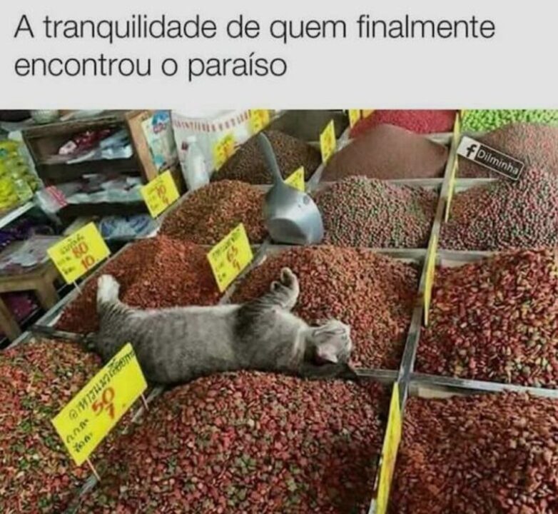 Meme gato deitado na ração "a tranquilidade de quem finalmente encontrou o paraíso".