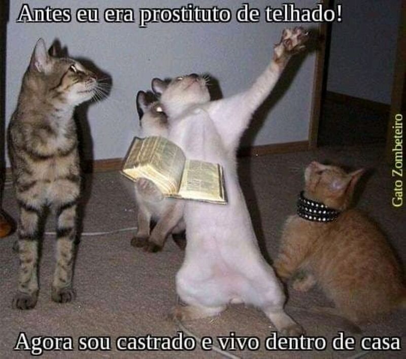 gatos memes