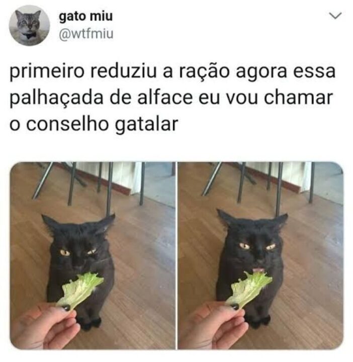 gatos memes